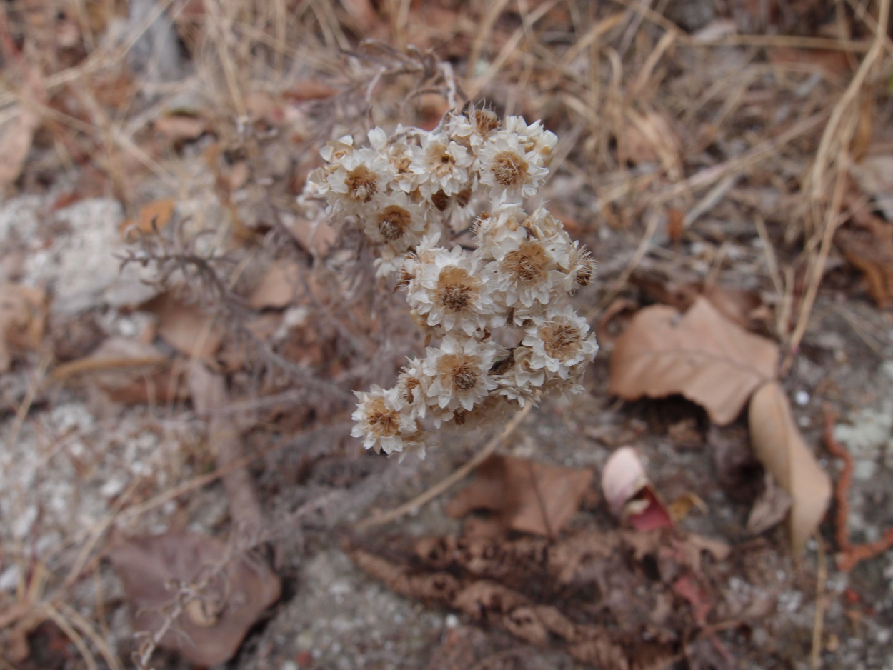 2018-01-16 12 Uhr - Im Shivapuri Nagarjun National Park (Nagi Gumba) (Foto) 